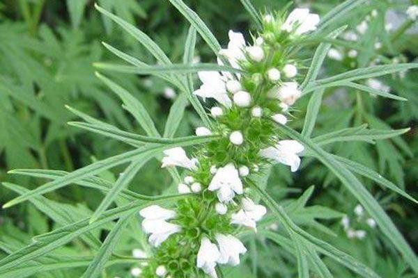 揭开女人福命之秘:这些野草让你更幸福! 揭开女人福命之秘:这些野草让你更幸福!