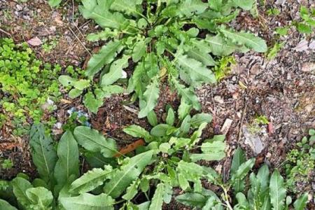 揭开女人福命之秘：这些野草让你更幸福！