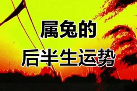 属兔的人命运解析：如何逆风翻盘，拥抱幸福人生！