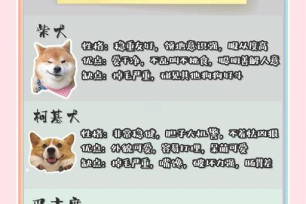 属狗70年出生的人命理与性格解析 属狗70年出生的人命理与性格解析