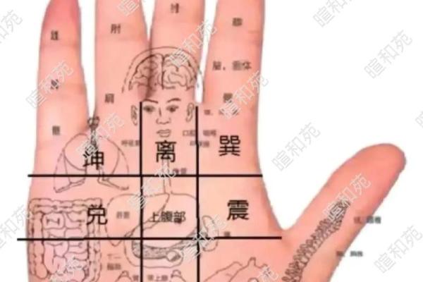 手掌中的秘密:官印纹揭示你的命运与性格特征 手掌中的秘密:官印纹揭示你的命运与性格特征