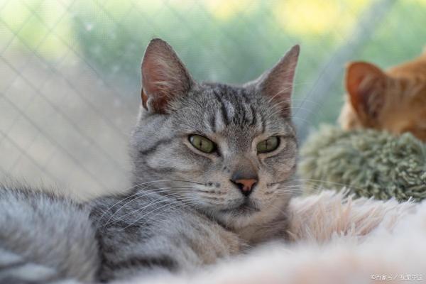 猫和狐狸的传奇：为什么它们都有九条命？