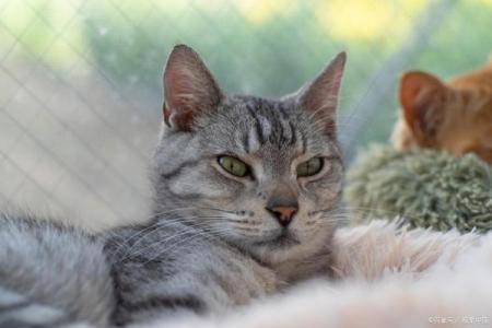 猫和狐狸的传奇：为什么它们都有九条命？