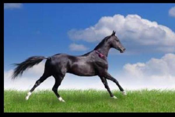 解析申子辰命格：人生选择与发展路径