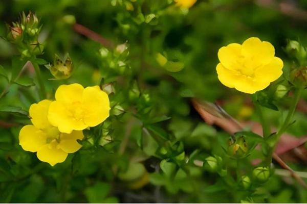 平地木命：那些缺失的元素与如何弥补