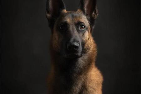 属狗人的命运分析：忠诚与机遇并存的生活之路