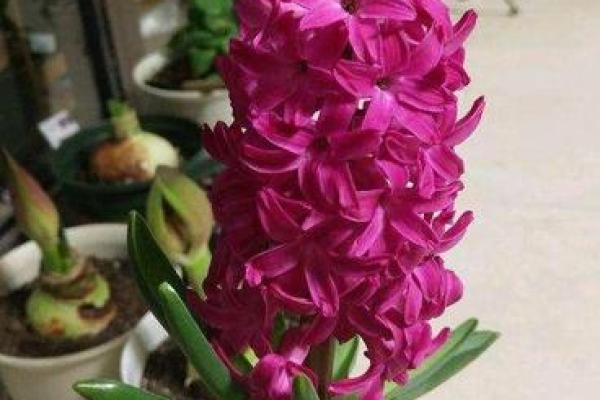 牛年幸运星揭秘:如何把握运势,迎接美好未来! 牛年幸运星揭秘:如何把握运势,迎接美好未来!