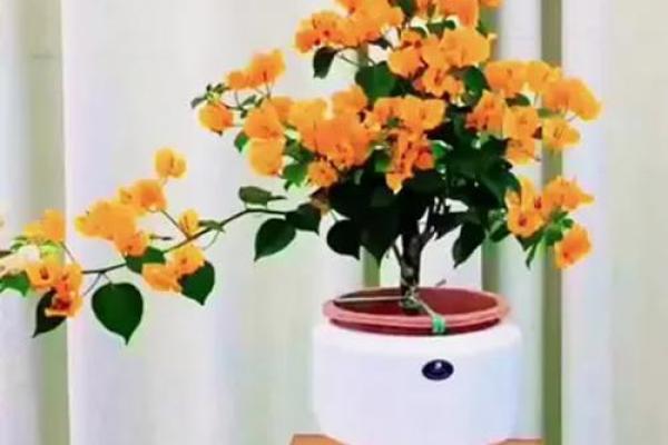 适合属兔水命女性的花卉推荐与养护技巧 适合属兔水命女性的花卉推荐与养护技巧