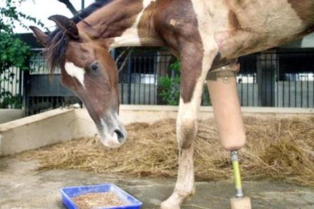 瘸腿的马：命运背后的深刻启示