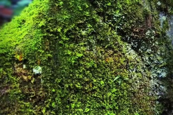 山涧水命男的命运与性格解析：潜藏的智慧与挑战