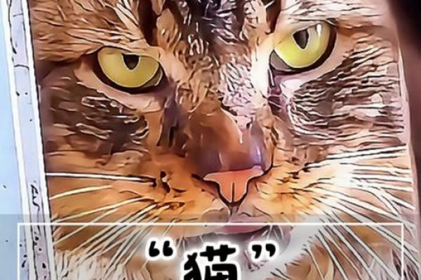 清明时节,揭开“猫有九条命”背后的神秘面纱 清明时节,揭开“猫有九条命”背后的神秘面纱