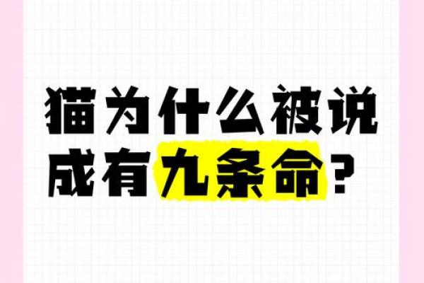 清明时节,揭开“猫有九条命”背后的神秘面纱 清明时节,揭开“猫有九条命”背后的神秘面纱