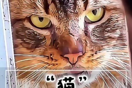 清明时节，揭开“猫有九条命”背后的神秘面纱