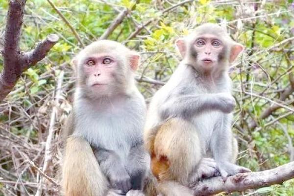 属猴的10月份运势:探索命运的奥秘与未来的精彩 属猴的10月份运势:探索命运的奥秘与未来的精彩