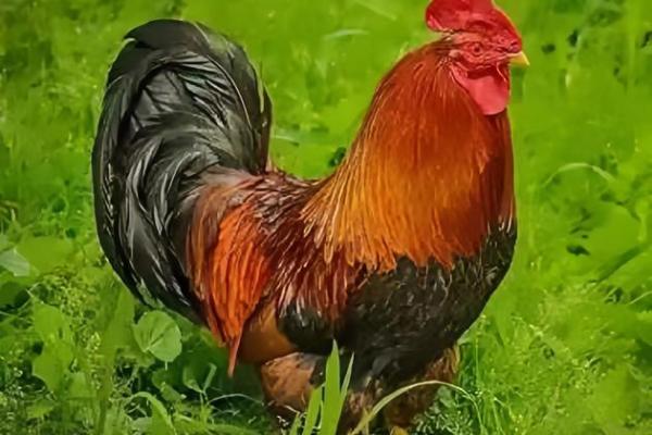 揭秘生肖鸡的五行属性:它属于哪种命运? 揭秘生肖鸡的五行属性:它属于哪种命运?