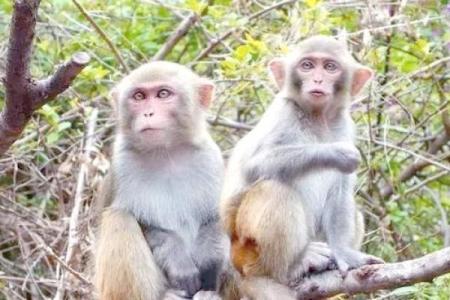 属猴的10月份运势：探索命运的奥秘与未来的精彩