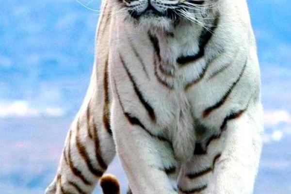 山林之虎：自然界的神秘象征与精神力量