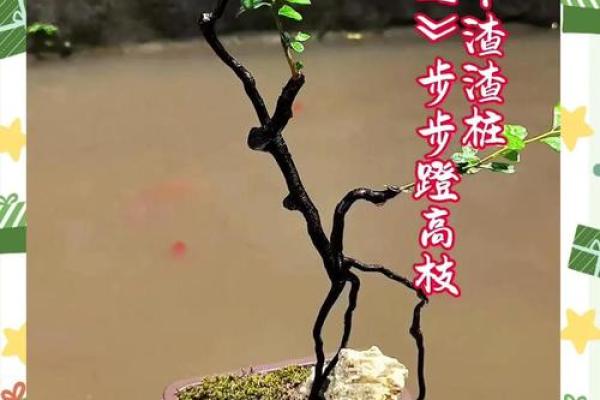 适合沙中土命的盆景选择与养护技巧 适合沙中土命的盆景选择与养护技巧