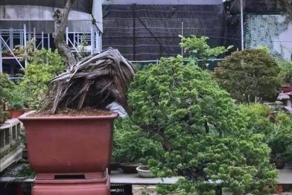 适合沙中土命的盆景选择与养护技巧 适合沙中土命的盆景选择与养护技巧