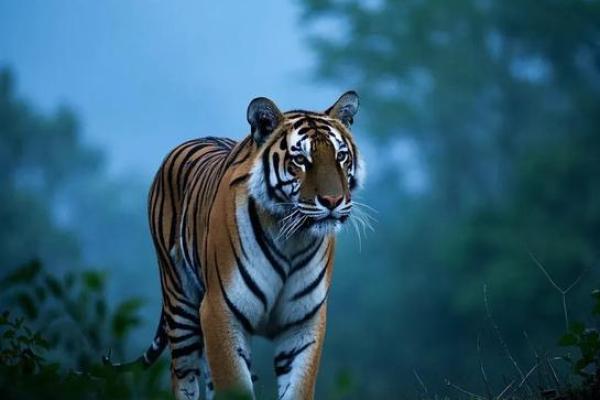 属虎腊月十五出生的命运解析:揭秘性格与未来 属虎腊月十五出生的命运解析:揭秘性格与未来