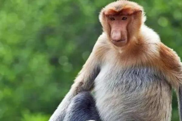 属猴者67岁:命运与人生智慧的探索之旅 属猴者67岁:命运与人生智慧的探索之旅