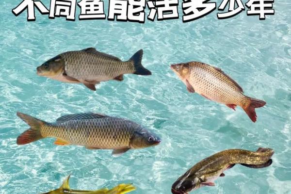 属狗水命人适合养什么鱼?鱼儿相伴,幸福相随! 属狗水命人适合养什么鱼?鱼儿相伴,幸福相随!