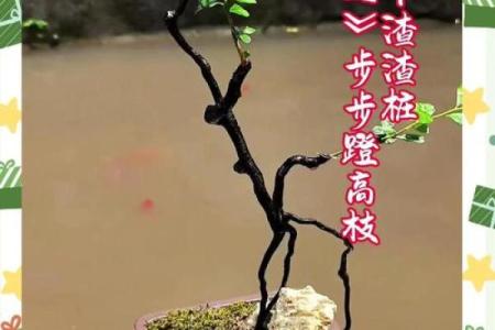 适合沙中土命的盆景选择与养护技巧