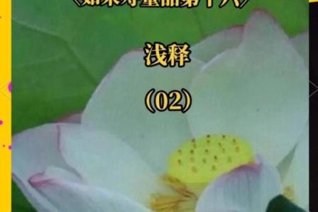 莲花女命：探寻命理之美与生命的哲学