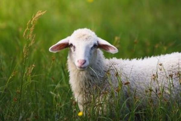 属羊的星座与命运：揭开它们的神秘面纱！