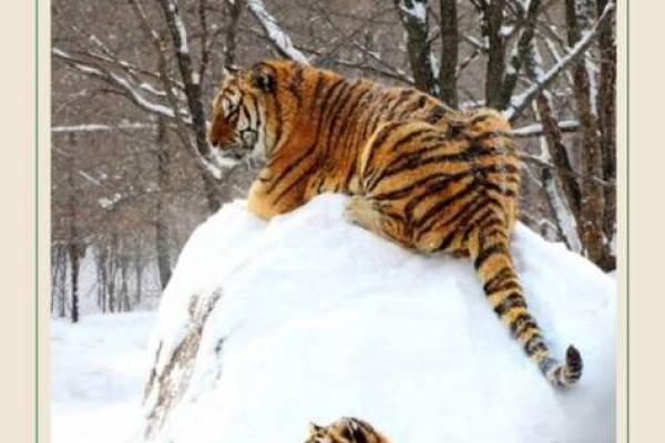 生肖牛贵族命:独具魅力的命运之旅 生肖牛贵族命:独具魅力的命运之旅