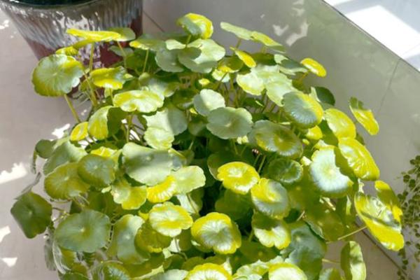 适合水命的招财植物推荐,助你财富滚滚来! 适合水命的招财植物推荐,助你财富滚滚来!