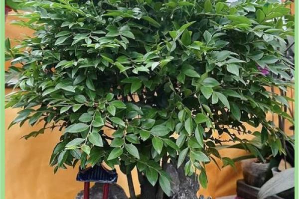 适合水命的招财植物推荐,助你财富滚滚来! 适合水命的招财植物推荐,助你财富滚滚来!