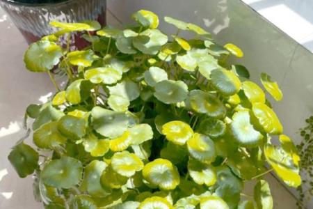 适合水命的招财植物推荐，助你财富滚滚来！