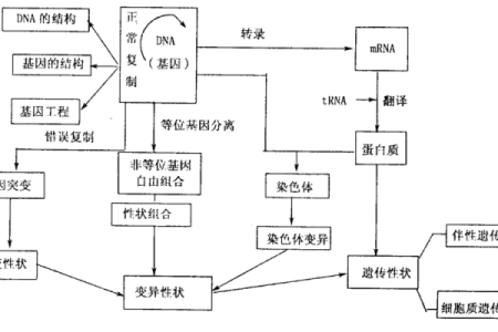 人为何拥有六条腿的命运探秘：生物进化与适应之道