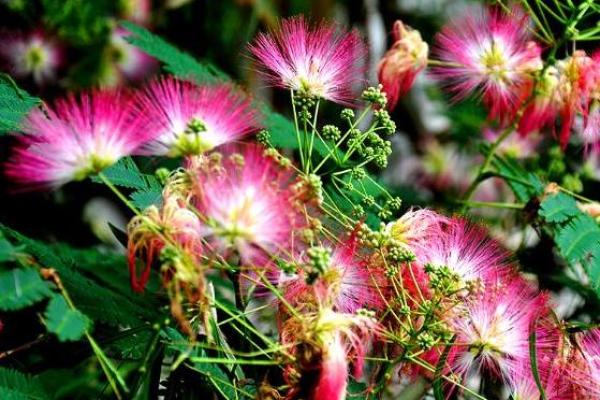 女命正财桃花星的深层解读与生活影响