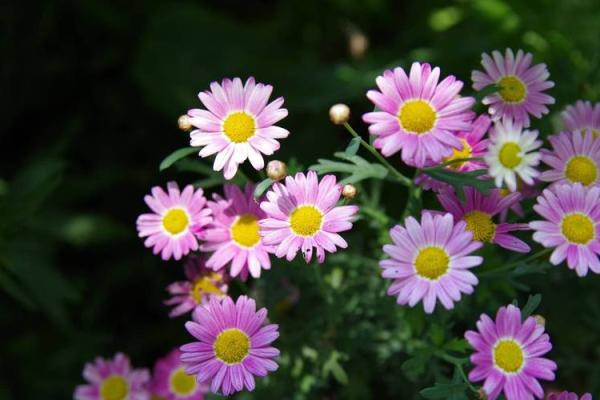 农历六月十五出生的命运解析：逆风翻盘，成就非凡人生！