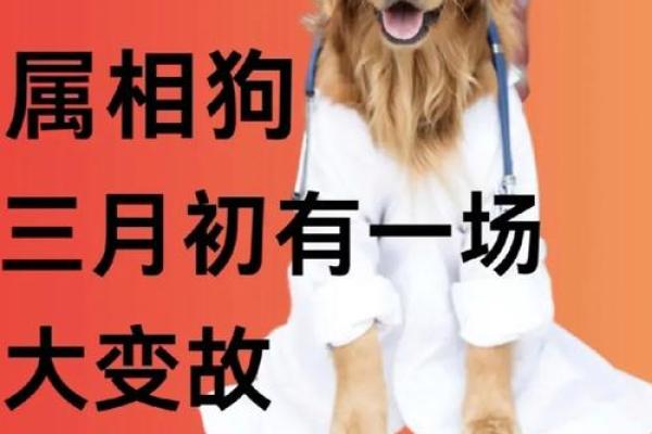 属狗的枯木逢春:命理中如何重生与蜕变 属狗的枯木逢春:命理中如何重生与蜕变