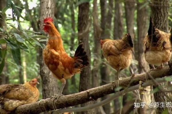 牛羊马的五行属相与命理解析：养殖者的财富之路