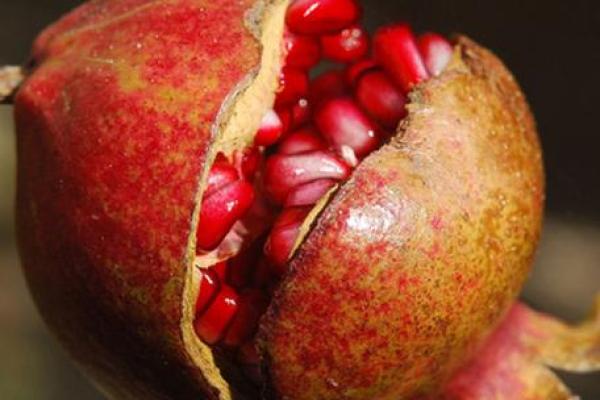 石榴木命男人的命运解析:从五行看他们的性格与挑战 石榴木命男人的命运解析:从五行看他们的性格与挑战