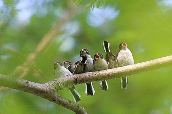 揭秘丙戌男命：阳光性格背后的真实世界与发展机遇