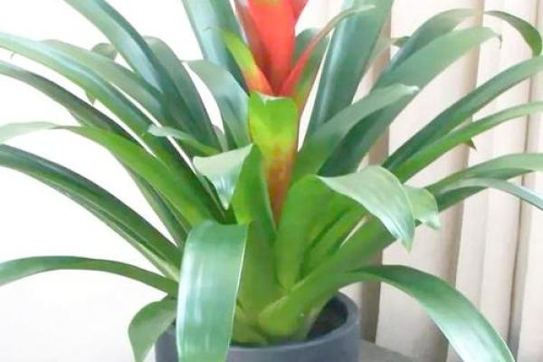 适合木命人的客厅绿植推荐,提升运势与生活品质 适合木命人的客厅绿植推荐,提升运势与生活品质