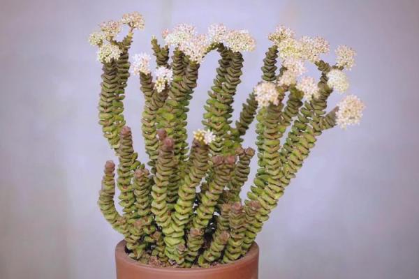 适合木命人的客厅绿植推荐,提升运势与生活品质 适合木命人的客厅绿植推荐,提升运势与生活品质