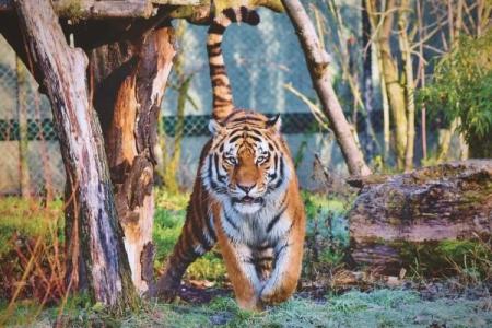 1986年属虎者命运解析：揭示性格与未来的秘密