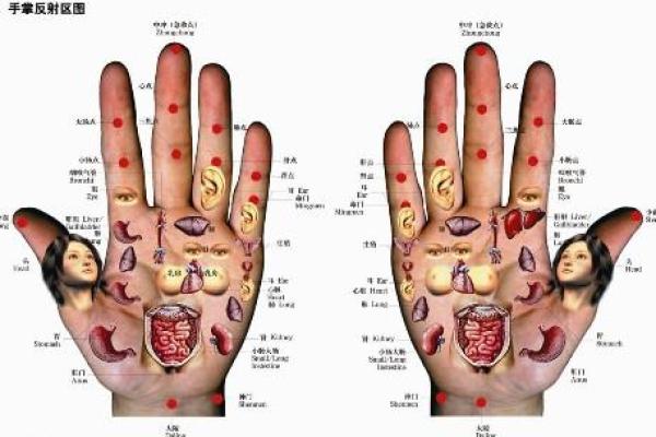 手指的秘密:顺指与逆指的命运之道 手指的秘密:顺指与逆指的命运之道