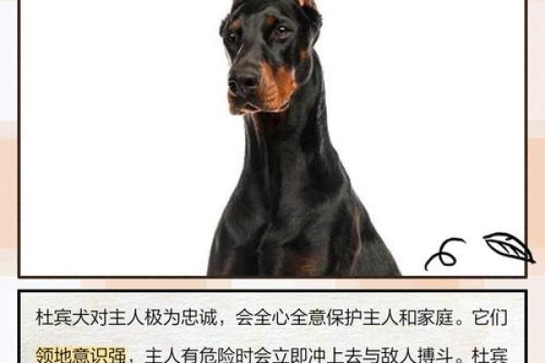 什么狗能拿命保护主人？揭秘忠诚犬种背后的秘密！