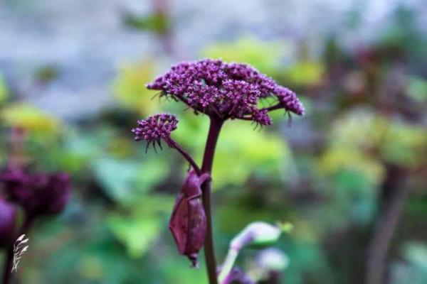 揭秘仙人命的奥秘:你是否拥有这份特殊的命运? 揭秘仙人命的奥秘:你是否拥有这份特殊的命运?