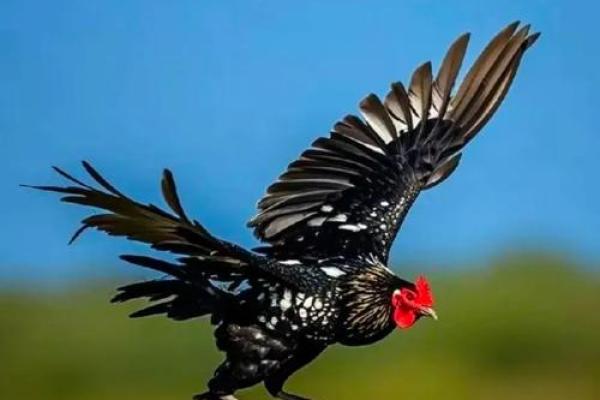 属鸡人的命运解析：一鸣惊人的关键与成功之道