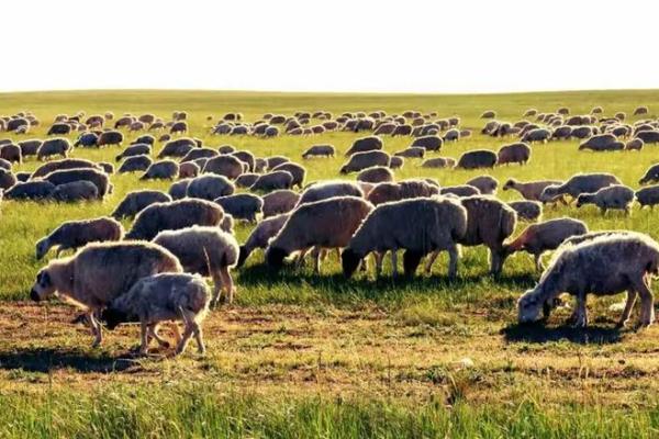 九月出生的羊儿:星辰引领下的命运探秘 九月出生的羊儿:星辰引领下的命运探秘