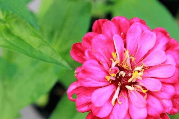 女命晚年有正官：幸运与智慧的结合之路