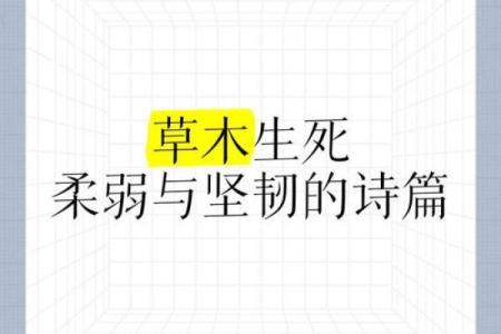 解析“娇”的深层含义：柔弱与坚韧的交织之美